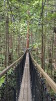 Treewalk, Redwood Wald