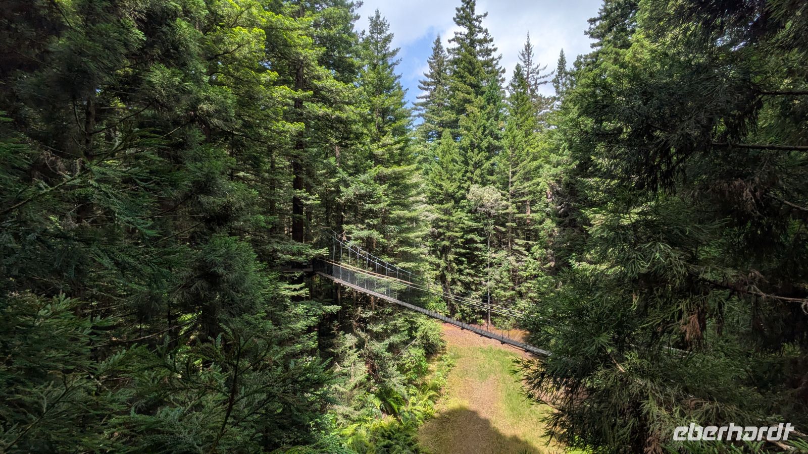 Treewalk, Redwood Wald