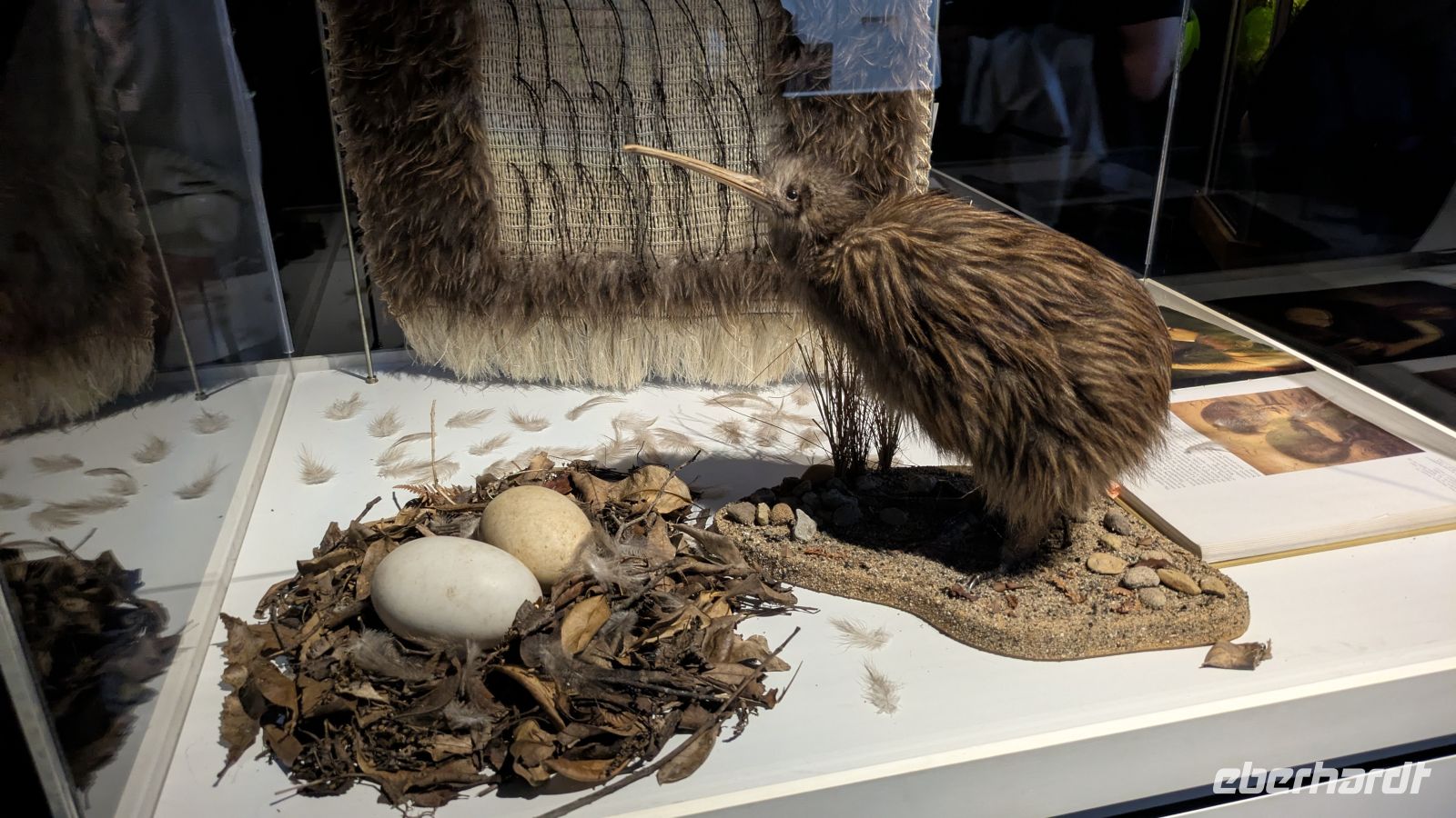 Kiwi Conservation Centre, Te Puia