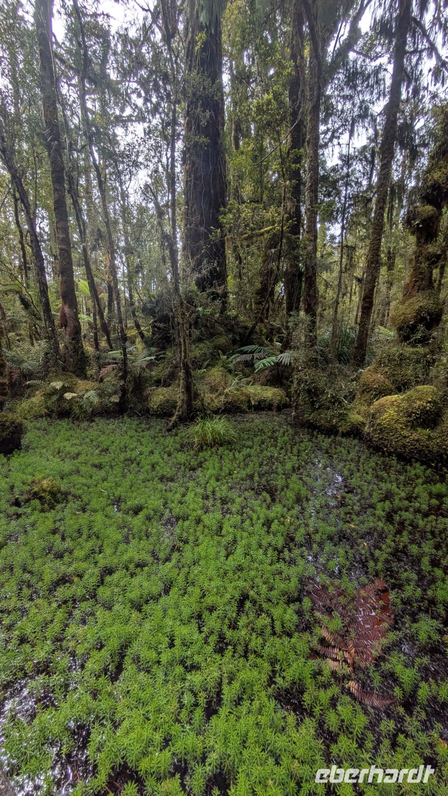 Tauparikaka Marine Reserve