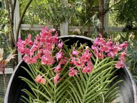 3. Tag: Stadtrundfahrt durch Singapur – Nationaler Orchideengarten im Botanischen Garten