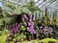 3. Tag: Stadtrundfahrt durch Singapur – Nationaler Orchideengarten im Botanischen Garten