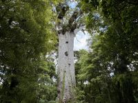 5. Tag: Auckland bis Paihia – Waipoua Kauri Forest – Tane Mahuta, der Herr des Waldes