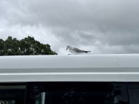 7. Tag: Paihia bis Pauanui – Blinder Passagier auf Busdach