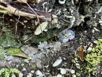 8. Tag: Coromandel-Halbinsel – Aufstieg auf den Mt Paku bei Tairua