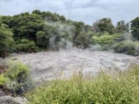 10. Tag: Rotorua bis Tongariro-Nationalpark – Besuch von „Te Puia“ in Rotorua – Schlammquellen