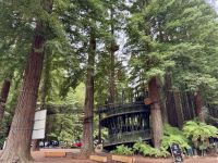 10. Tag: Rotorua bis Tongariro-Nationalpark – Redwoods – Whakarewarewa Forest bei Rotorua