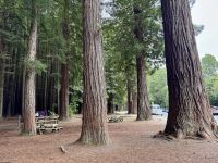 10. Tag: Rotorua bis Tongariro-Nationalpark – Redwoods – Whakarewarewa Forest bei Rotorua