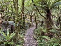 11. Tag: Tongariro-Nationalpark bis Wellington – Rimu Walk im Nationalpark