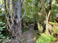 11. Tag: Tongariro-Nationalpark bis Wellington – Rimu Walk im Nationalpark