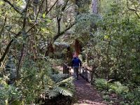11. Tag: Tongariro-Nationalpark bis Wellington – Rimu Walk im Nationalpark