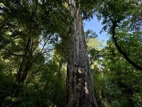 11. Tag: Tongariro-Nationalpark bis Wellington – Rimu Walk im Nationalpark