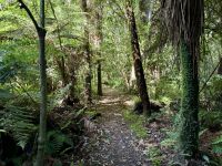 11. Tag: Tongariro-Nationalpark bis Wellington – Rimu Walk im Nationalpark