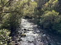 11. Tag: Tongariro-Nationalpark bis Wellington – Rimu Walk im Nationalpark