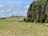 11. Tag: Tongariro-Nationalpark bis Wellington – Schafe auf der Fahrt nach Wellington