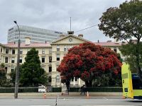 11. Tag: Tongariro-Nationalpark bis Wellington – Stadtrundfahrt in Wellington – Neuseeländischer Weihnachtsbaum