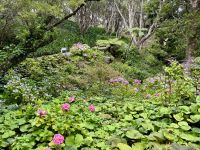 12. Tag: Freizeit in Wellington – Spaziergang durch den Botanischen Garten
