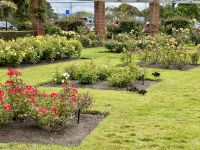 12. Tag: Freizeit in Wellington – Spaziergang durch den Botanischen Garten – Rosengarten