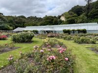 12. Tag: Freizeit in Wellington – Spaziergang durch den Botanischen Garten – Rosengarten