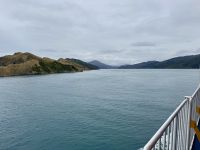 13. Tag: Wellington bis Kaikoura – Überfahrt mit der Fähre auf die Südinsel – Fahrt durch die Marlborough Sounds