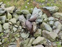 13. Tag: Wellington bis Kaikoura – Fotostopp am Ohau Point Lookout bei den Pelzrobben