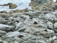 13. Tag: Wellington bis Kaikoura – Fotostopp am Ohau Point Lookout bei den Pelzrobben