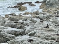 13. Tag: Wellington bis Kaikoura – Fotostopp am Ohau Point Lookout bei den Pelzrobben