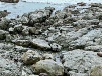 13. Tag: Wellington bis Kaikoura – Fotostopp am Ohau Point Lookout bei den Pelzrobben