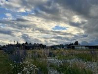 14. Tag – Kaikoura bis Lake Tekapo – Spaziergang am Lake Tekapo