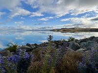 15. Tag: Lake Tekapo bis Dunedin – Fotostopp am Lake Pukaki