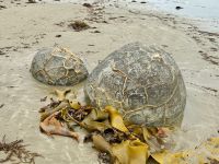 15. Tag: Lake Tekapo bis Dunedin – Spaziergang zu den Moeraki Boulders