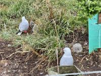 15. Tag: Lake Tekapo bis Dunedin – Seemöwen am Royal Abatross Centre