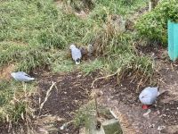 15. Tag: Lake Tekapo bis Dunedin – Seemöwen am Royal Abatross Centre