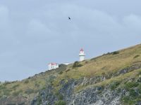 15. Tag: Lake Tekapo bis Dunedin – Bootstour zur Albatros-Beobachtung