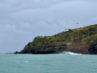 15. Tag: Lake Tekapo bis Dunedin – Bootstour zur Albatros-Beobachtung