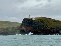 15. Tag: Lake Tekapo bis Dunedin – Bootstour zur Albatros-Beobachtung