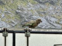 16. Tag: Dunedin bis Milford Sound – Keas vor dem Homer Tunnel