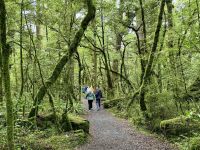 17. Tag: Milford Sound bis Queenstown – Spaziergang durch den Regenwald am Lake Gunn