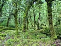 17. Tag: Milford Sound bis Queenstown – Spaziergang durch den Regenwald am Lake Gunn