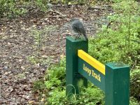 17. Tag: Milford Sound bis Queenstown – Spaziergang durch den Regenwald am Lake Gunn