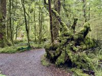17. Tag: Milford Sound bis Queenstown – Spaziergang durch den Regenwald am Lake Gunn