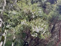 17. Tag: Milford Sound bis Queenstown – Spaziergang durch den Regenwald am Lake Gunn