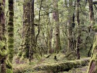 17. Tag: Milford Sound bis Queenstown – Spaziergang durch den Regenwald am Lake Gunn