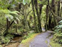 20. Tag: Fox Glacier bis Greymouth – Waldspaziergang auf dem „Minnehaha Walk“
