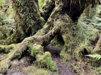 20. Tag: Fox Glacier bis Greymouth – Waldspaziergang auf dem „Minnehaha Walk“