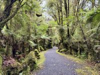 20. Tag: Fox Glacier bis Greymouth – Waldspaziergang auf dem „Minnehaha Walk“
