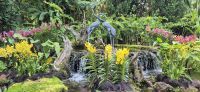 29 Orchideenpracht in Singapur