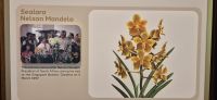 32 Orchidee Nelson Mandela gewidmet