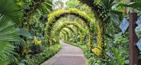 37 Orchideengarten in Singapur