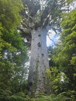 Tāne Mahuta &ndash; &copy; Mariele Legler (Eberhardt TRAVEL)